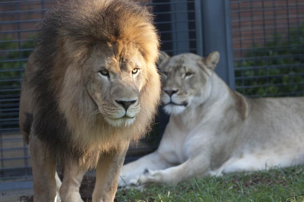 George H. Carroll Lion Habitat